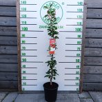 Stĺpovitá višňa (Prunus cerasus) ‘JOANNA’ - výška 110-130 cm, kont. C7L